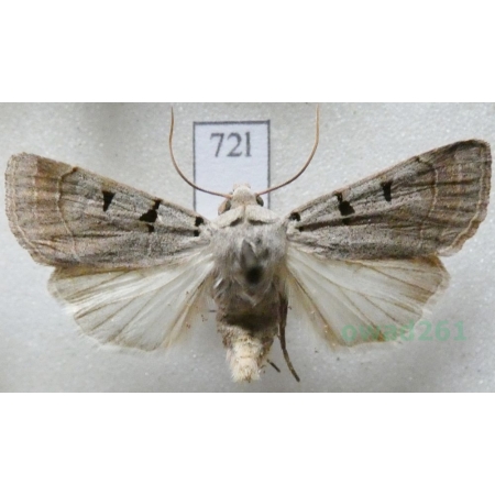 Eugnorisma glareosa (Esper, 1788) Czech72l